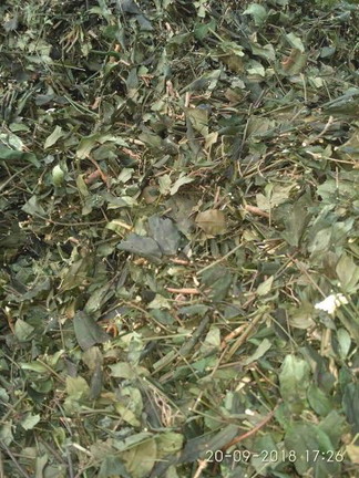 chè vẳng sẻ lợi sữa