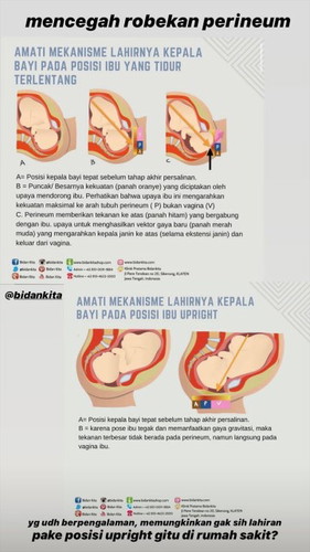 Perineum