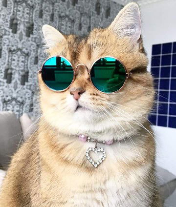 Lashira profile icon