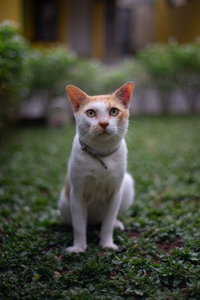 Aletta Carissa profile icon