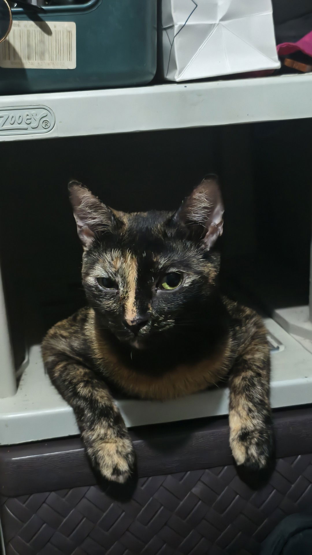 Mommy Donnasaur profile icon