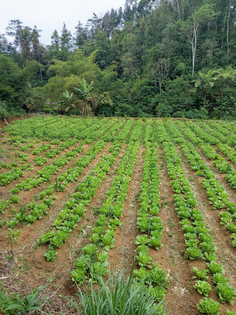 Nyi Kasih manila profile icon