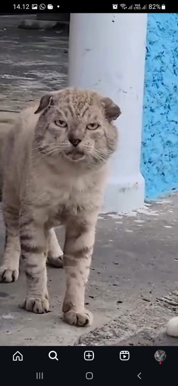 mida irawan profile icon