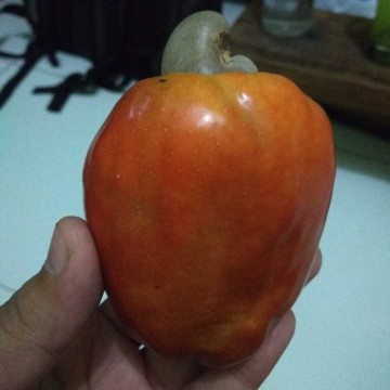 Jambu Monyet