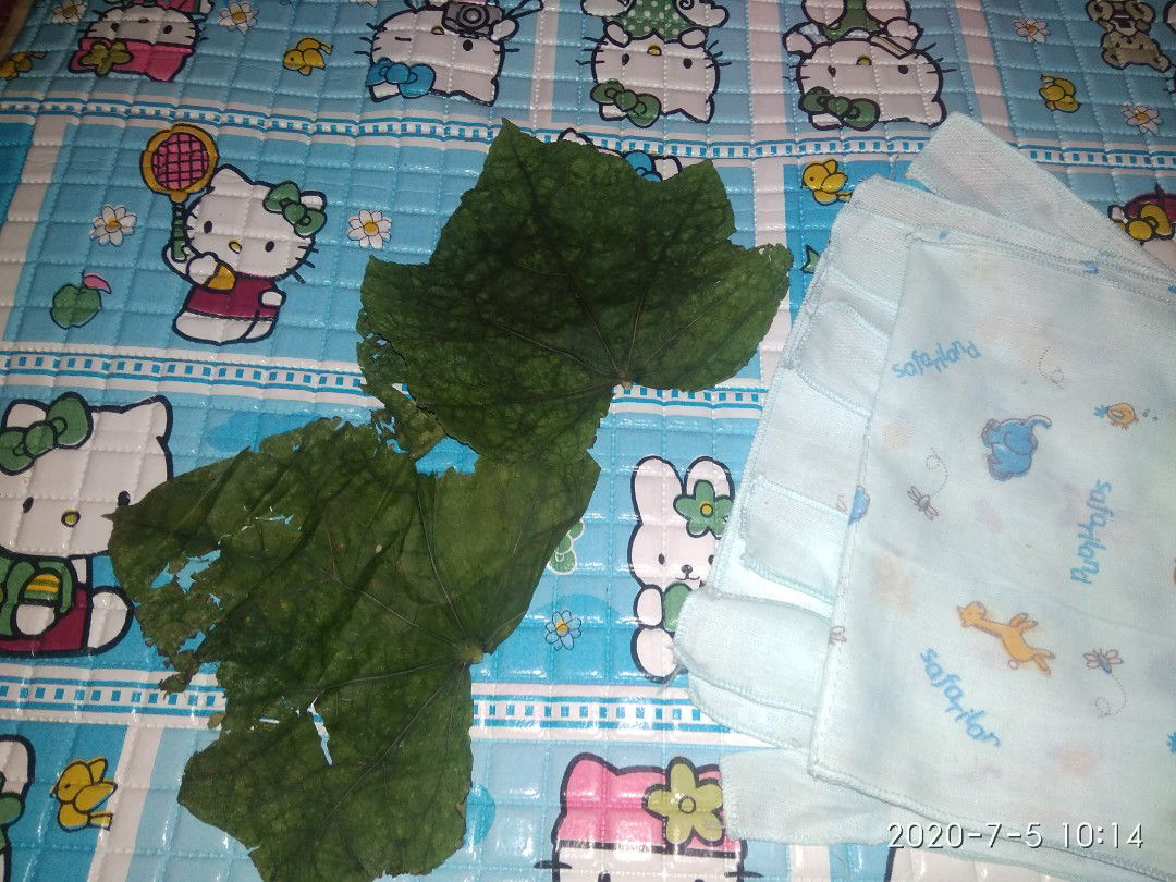 Lancar BAB berkat daun jarak