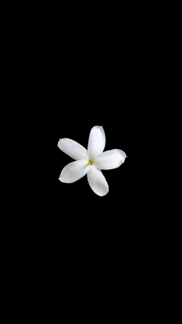 Jasmine profile icon