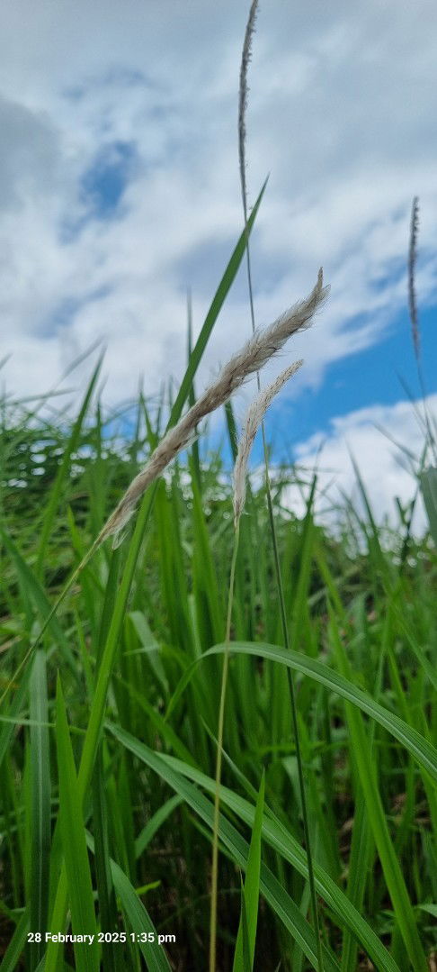 Puan Siti profile icon