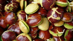 jengkol