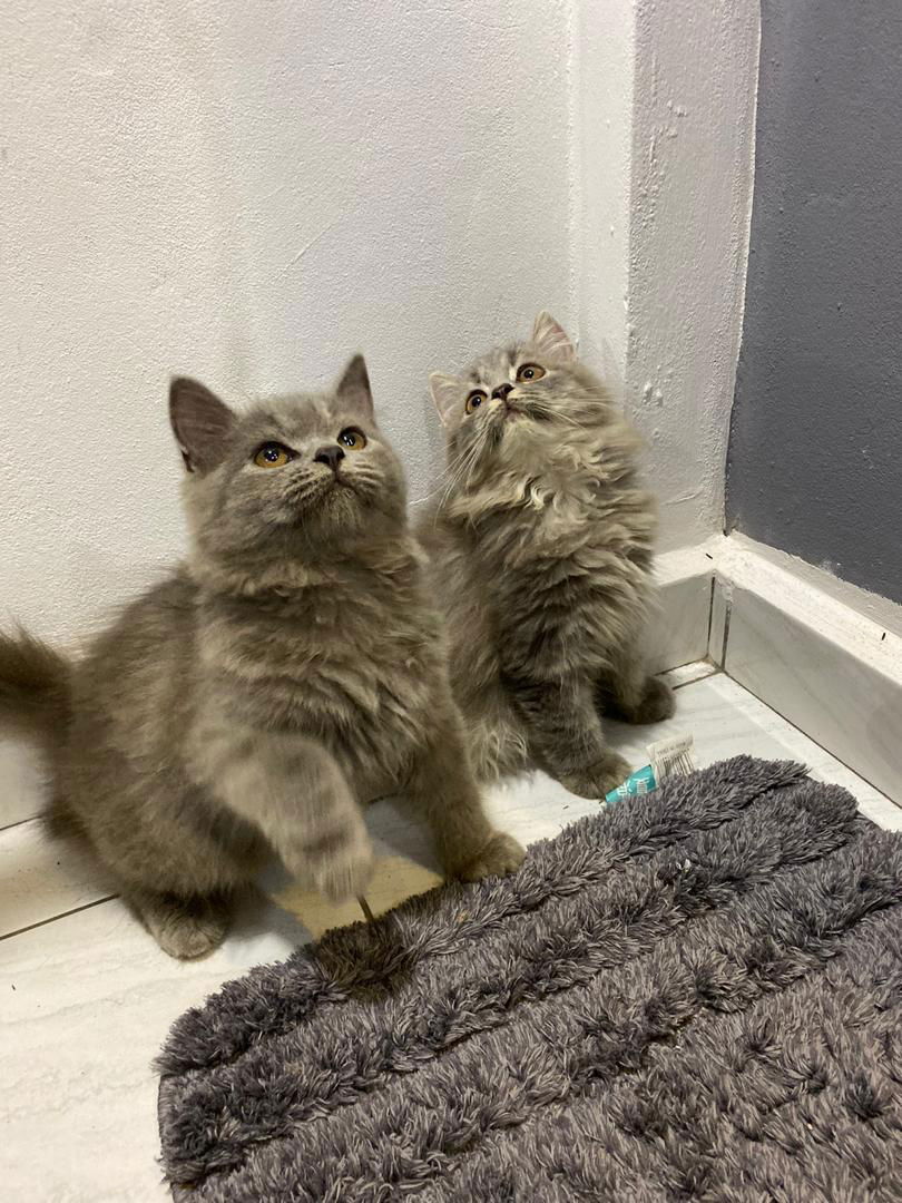 Miss Moon profile icon