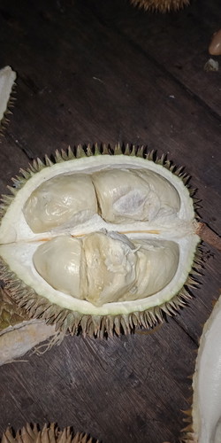 Durian