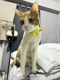 PITIPORN HAMMAGUL profile icon