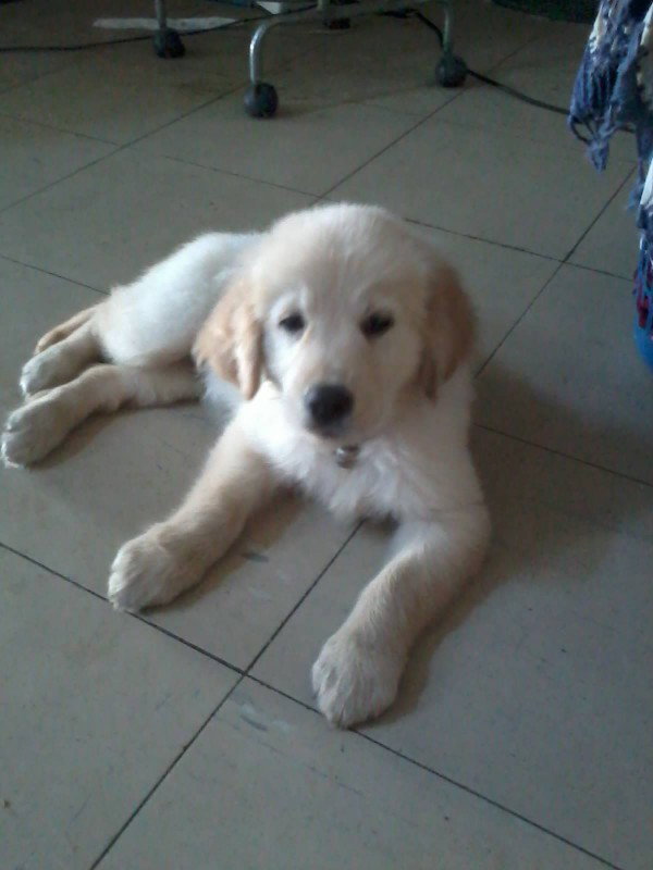 siriya profile icon