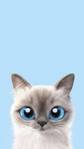 Norhasidah japri profile icon