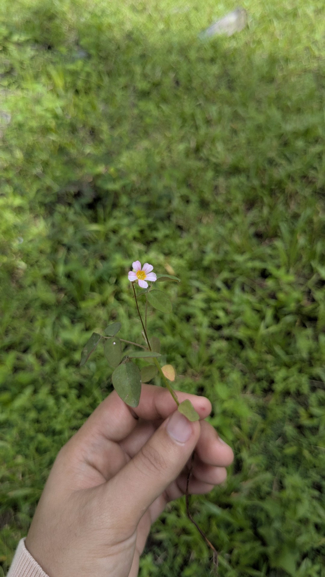 Ulfilatud Dinariyah Arzaqil Wasi'ah profile icon