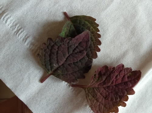 daun ungu