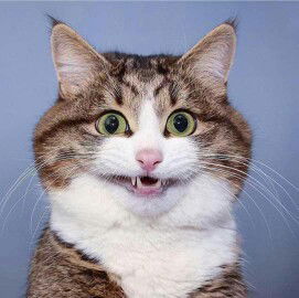 Yumi Sarada profile icon