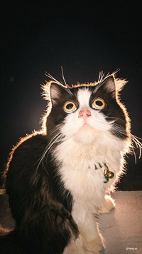 Faisyah Guswanti Rahayu profile icon