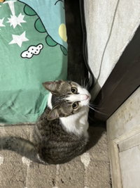 PIMSUDA profile icon
