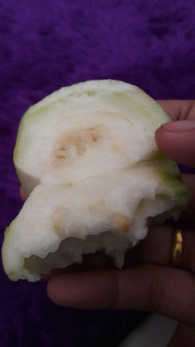 makan jambu biji