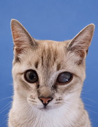 EL profile icon