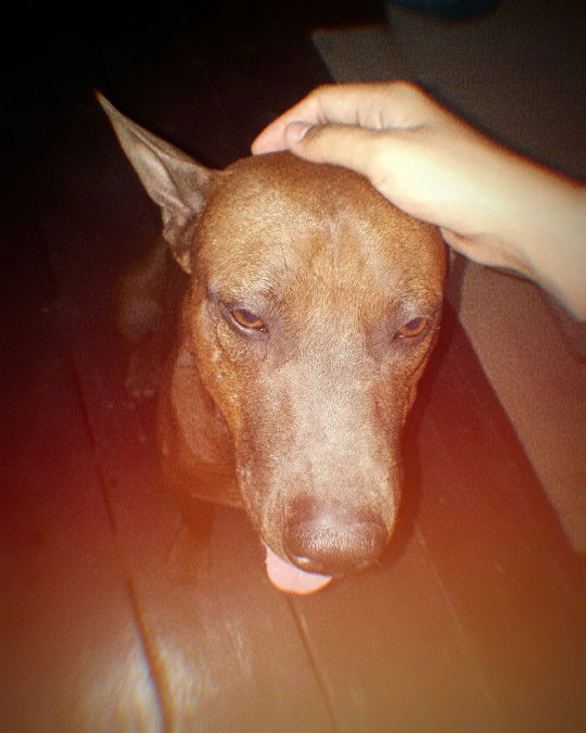 Supalux Thammapon profile icon