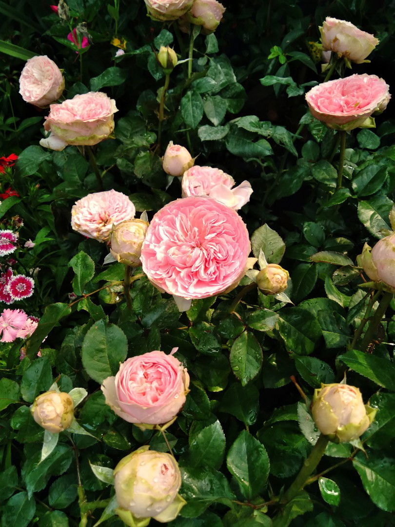 Farida S profile icon