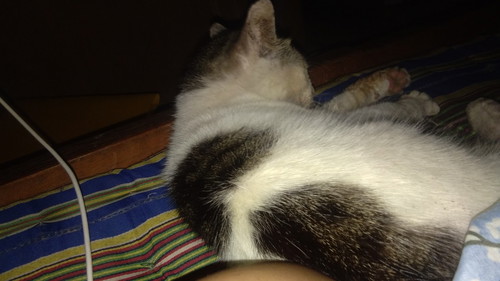 kucing