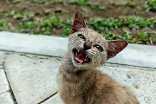 Cita-Cita Part 2: Dokter Hewan👩⚕️