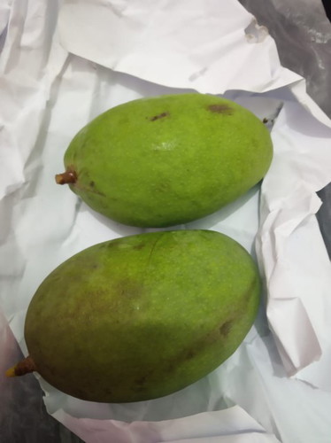 Mangga muda
