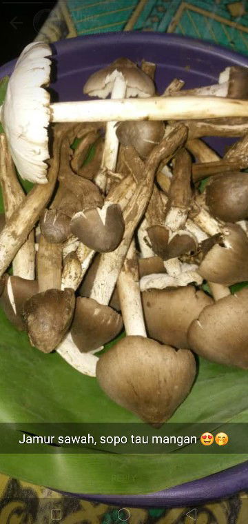 Bumil Makan Jamur Alami