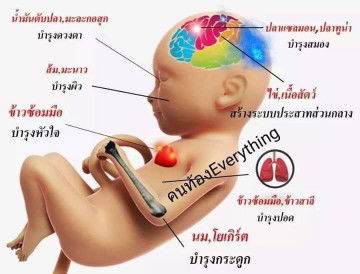 คนท้องกินปลาทูน่า