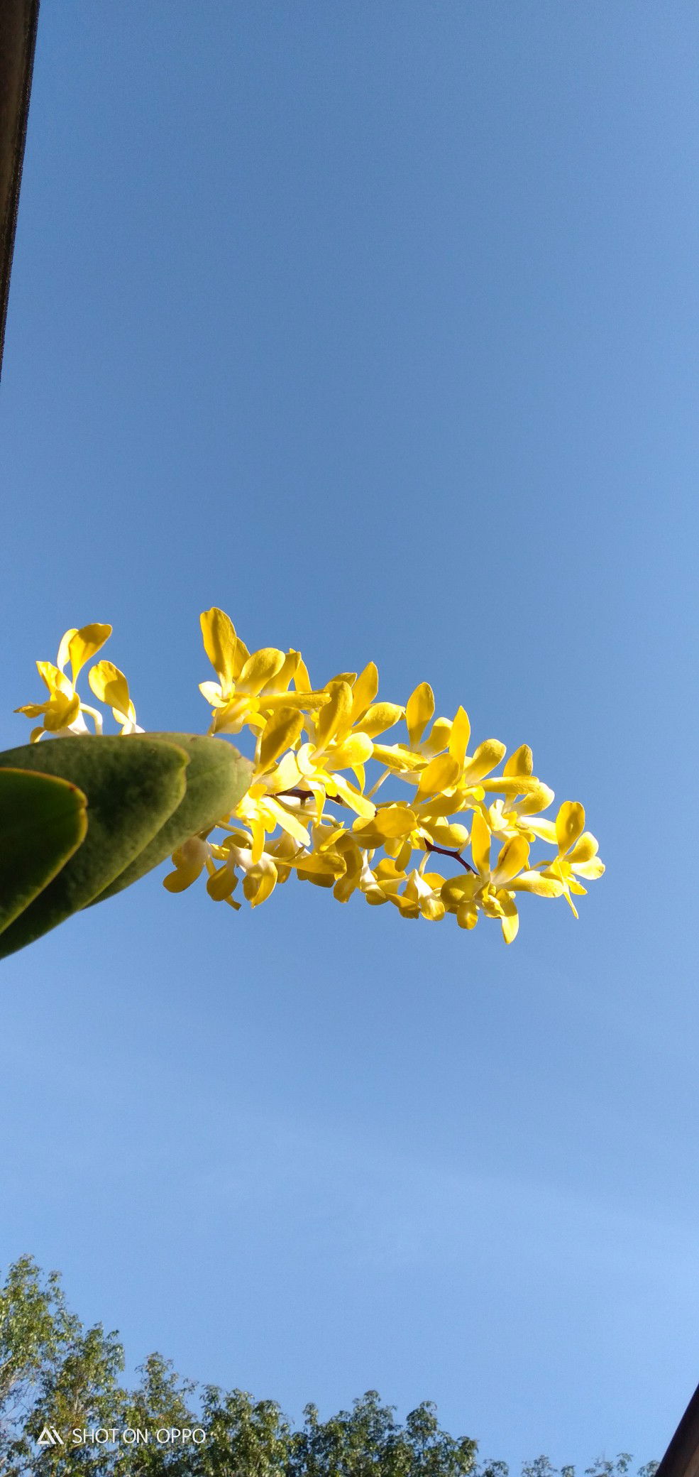 Caramel milk profile icon