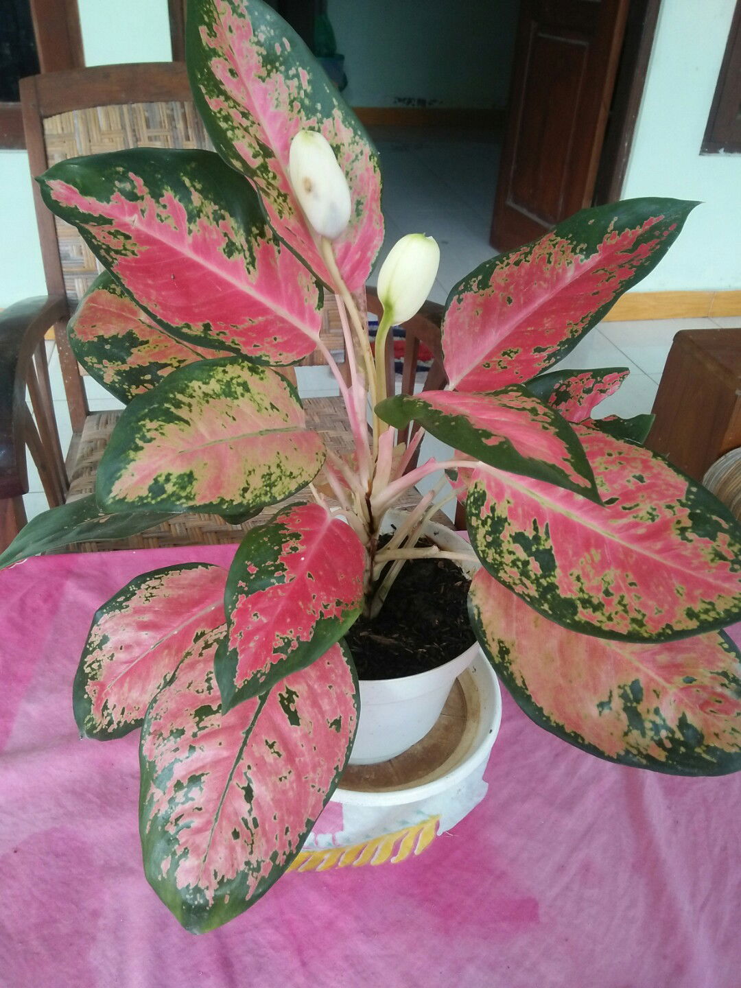 Theresia profile icon