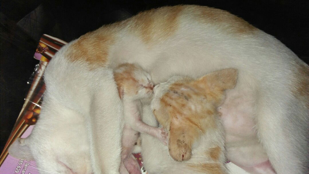 istilah jawanya sundulan