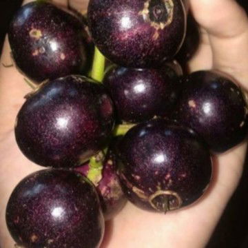 ngidam buah kupa atau buah gowok