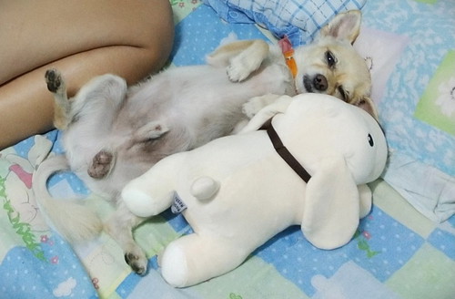 มีลูกแล้วห้ามเลี้ยงหมา??