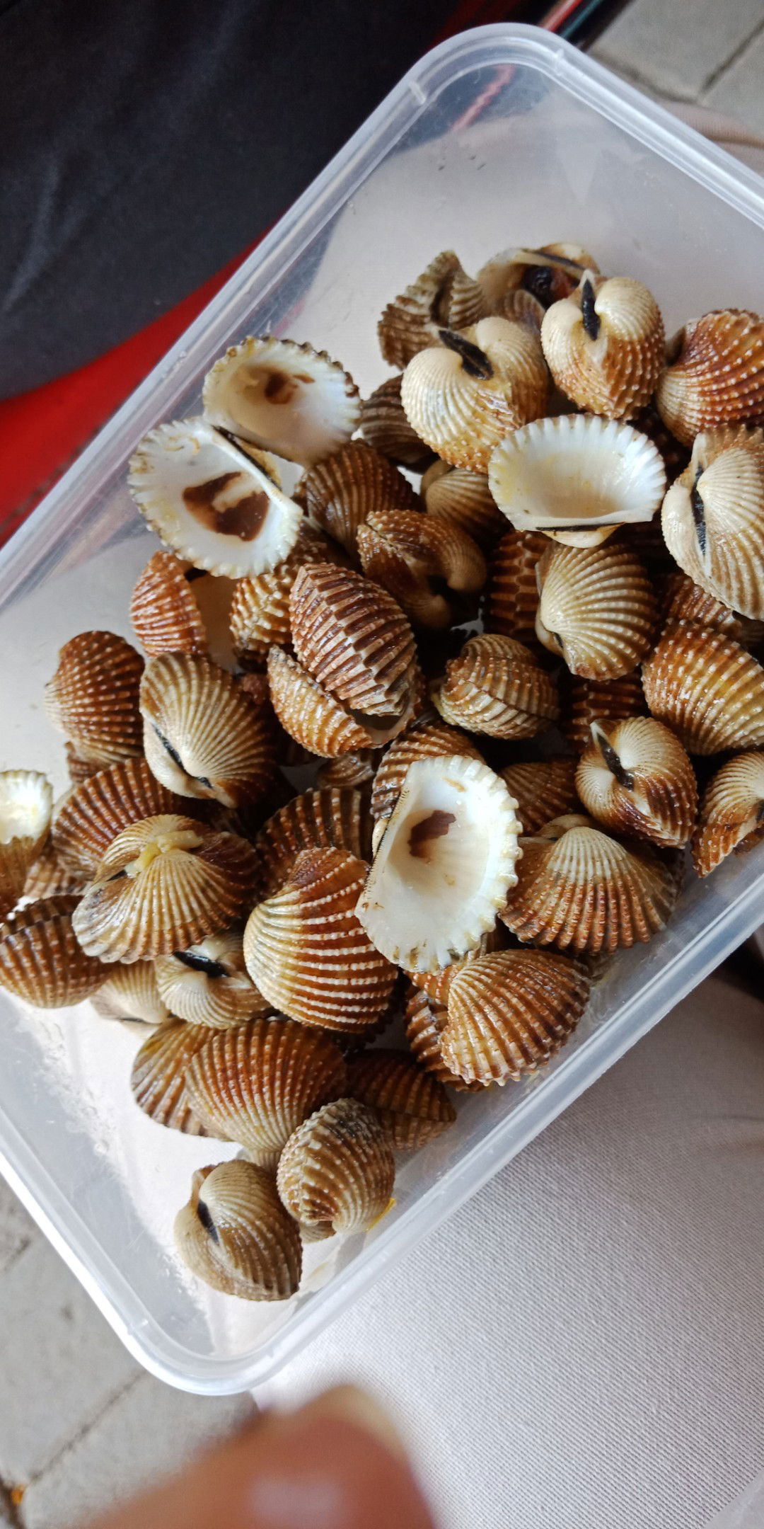 makan kerang