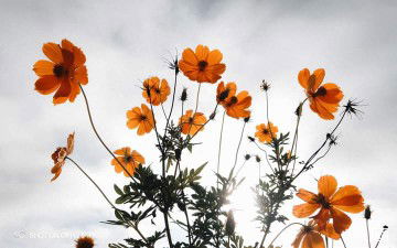 Aphisada gm. profile icon