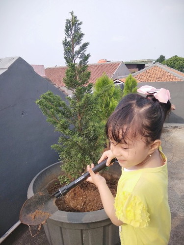 berkebun dulu di roophtop