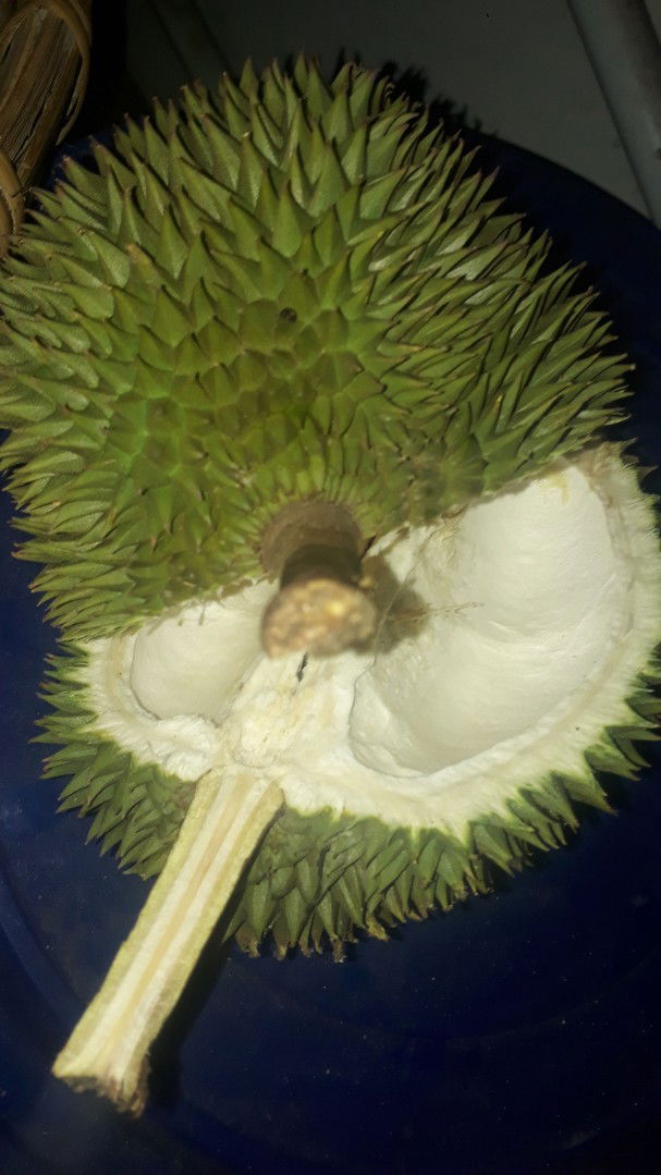 durian saat hamil?