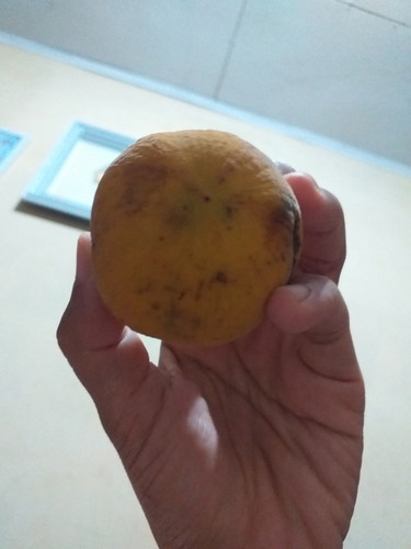 Ngidam