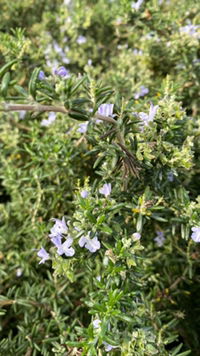 tanpa name profile icon