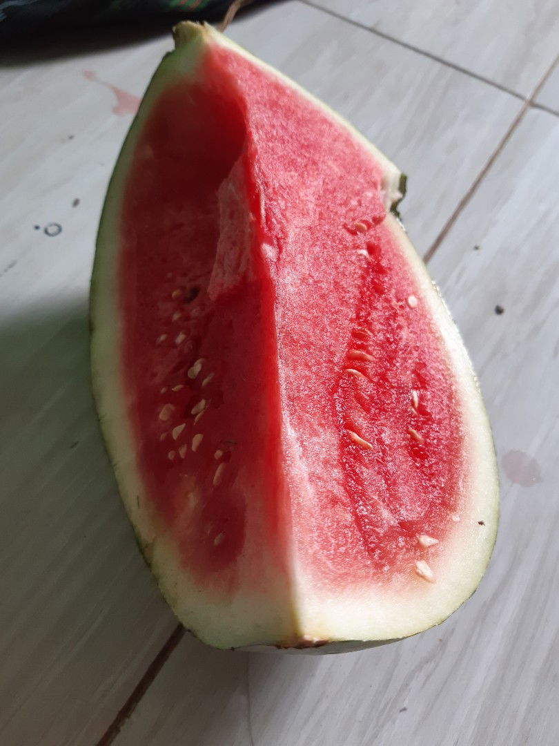 buah semangka...