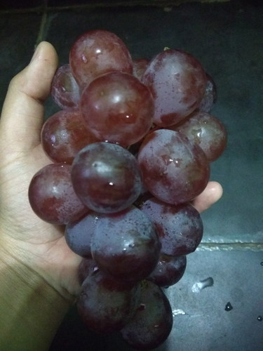 Makan Anggur