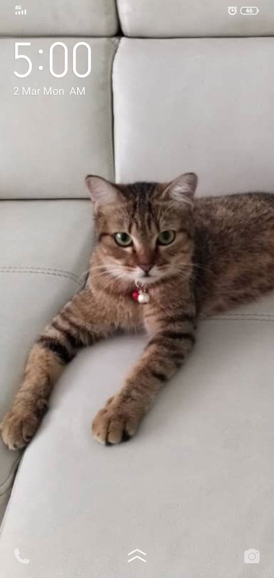 moji chan profile icon