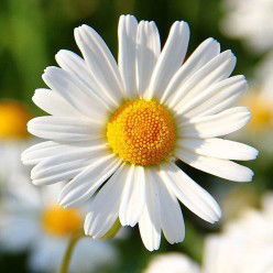 Rannawee profile icon