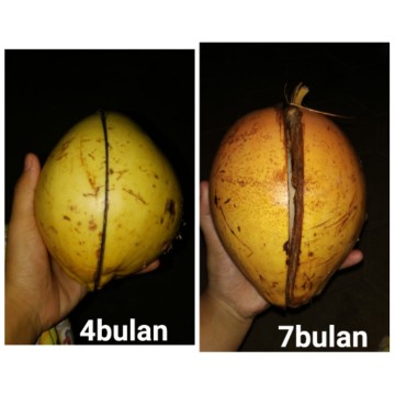 7bulanan