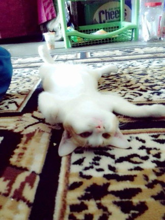 hamil 6 bulan