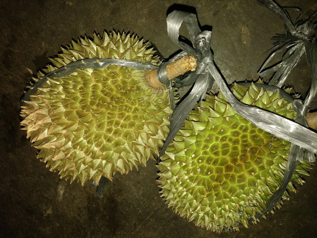 durian