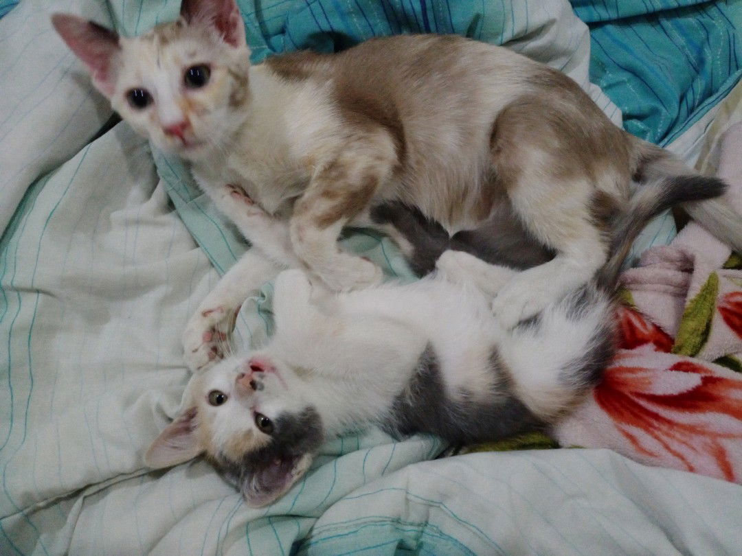 Unimin Mie profile icon